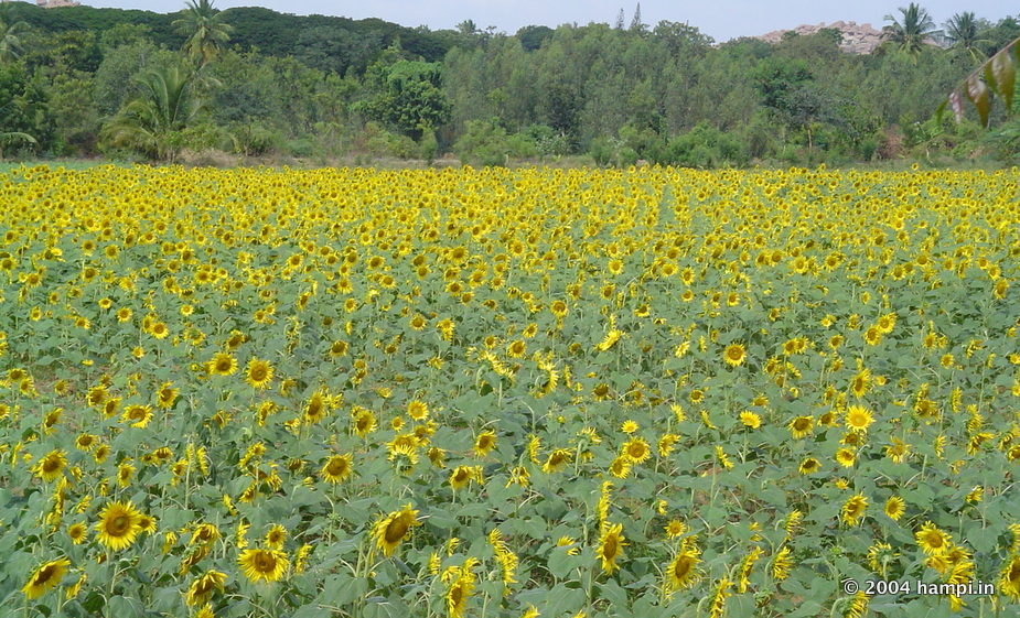 Sunflower farming near Hampi