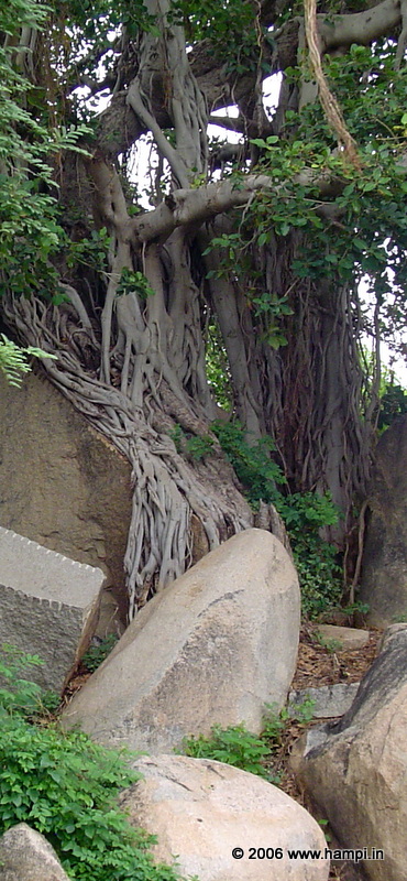 Banyan tree with its roots falling from branches atop the Mayayavanta Hill