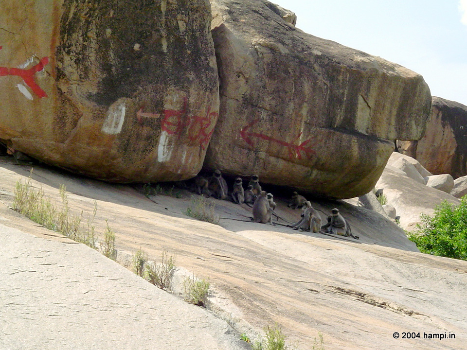 The Gray Langurs also called the  Hanuman langurs that rules the boulder strewn landscape of Hampi.
