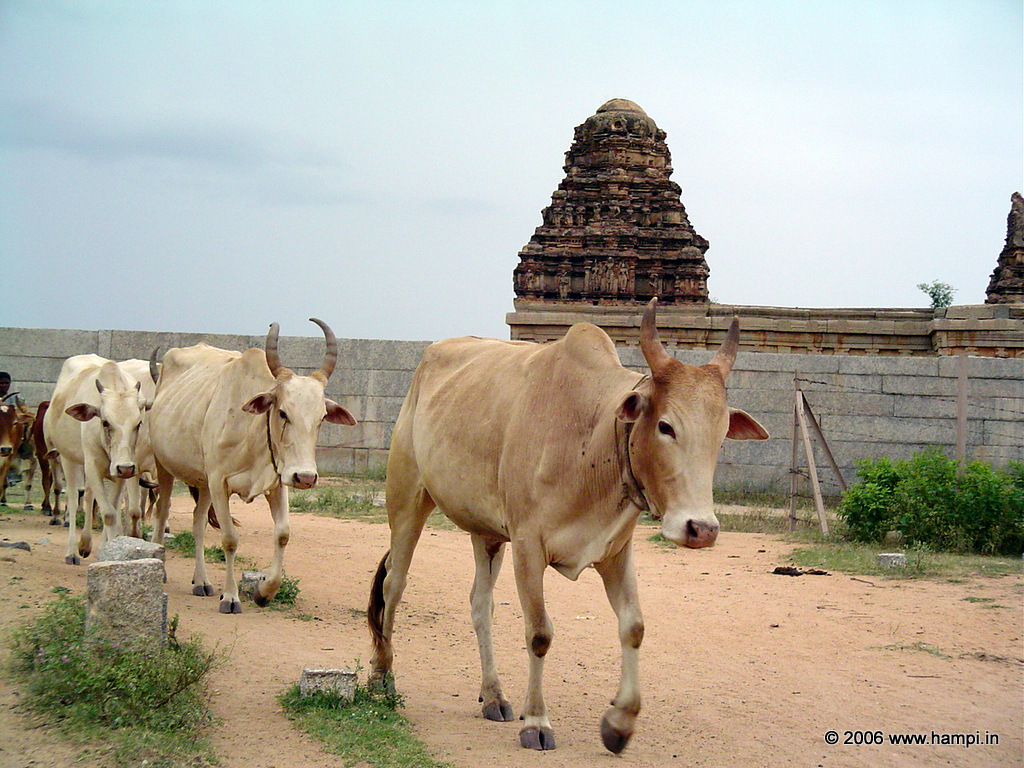 A very common sene in Hampi village life. Cowherds trail outside the Chandrashekara Temple
