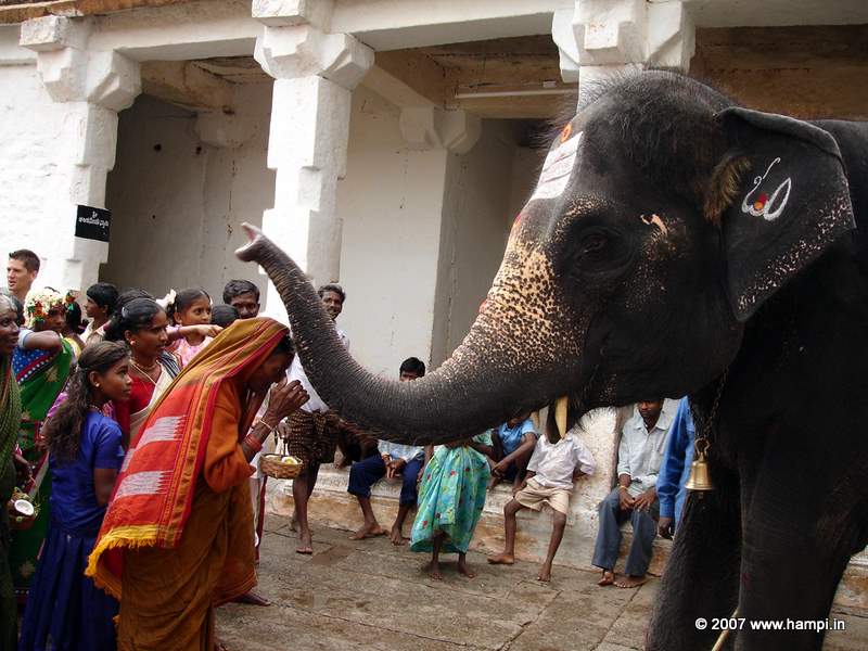 Lakshmi the temple elephant of Virupaksha Temple