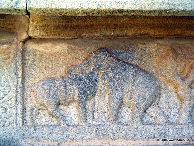 The image of a Bull & Elephant. Its interesting to see the head of both the bull and the elephant is merged skillfully, as a visual puzzle. You can spot many replicas of the theme carved on various temples in Hampi.