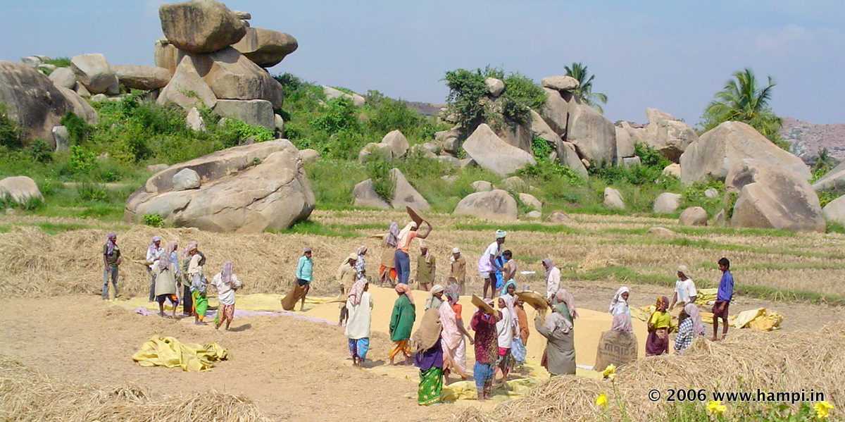 Farmers busy with rice paddy harvesting in Hampi 