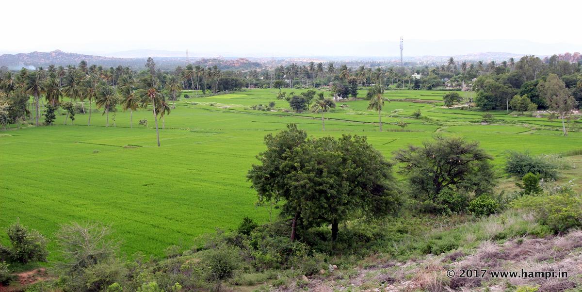 View of the farms from the Sanapur lake embankment. 
